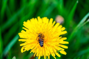 Parlak bir karahindiba çiçeğinden polen toplayan bir bal arısının yakın çekimi.