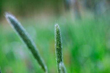 yeşil çimenler doğada