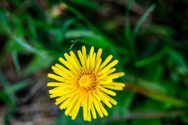 Narin karahindiba çiçeklerinin yakın plan görüntüsü ince yapıları vurguluyor..
