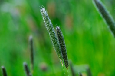 Sabah çimen çiçeği. Kapat.