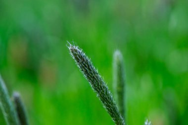 Bahçede taze yeşil çimenler