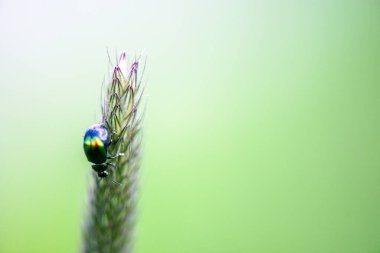 Yumuşak yeşil bir arka planda tilki kuyruğu otuna tünemiş renkli bir yaprak böceğinin yakın görüntüsü.