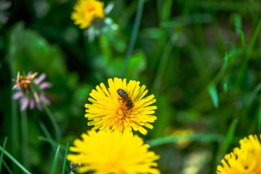 Parlak bir karahindiba çiçeğinden polen toplayan bir bal arısının yakın çekimi.