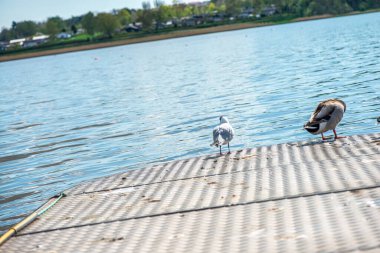 Canlı, detaylı bir fotoğraf yeşil başlı bir ördeği gösteriyor, muhtemelen erkek bir yaban ördeği, huzurlu bir gölün kenarında dinleniyor. Kalıplar ve sakin doğal ortam.
