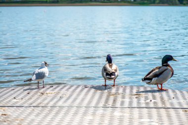 Canlı, detaylı bir fotoğraf yeşil başlı bir ördeği gösteriyor, muhtemelen erkek bir yaban ördeği, huzurlu bir gölün kenarında dinleniyor. Kalıplar ve sakin doğal ortam.