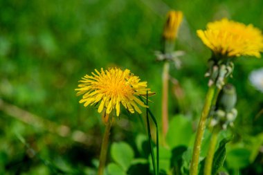 Narin karahindiba çiçeklerinin yakın plan görüntüsü ince yapıları vurguluyor..