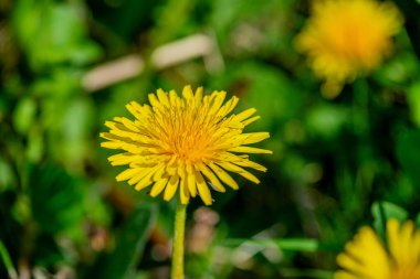 Narin karahindiba çiçeklerinin yakın plan görüntüsü ince yapıları vurguluyor..