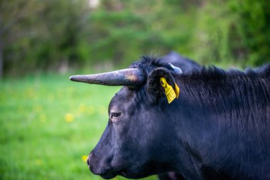 Çarpıcı bir fotoğraf, yemyeşil bir alanda ayakta duran ve otlayan bir grup güçlü siyah boğayı çekiyor..