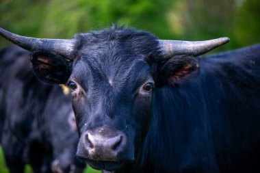 Çarpıcı bir fotoğraf, yemyeşil bir alanda ayakta duran ve otlayan bir grup güçlü siyah boğayı çekiyor..