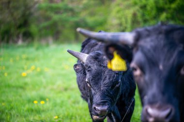 Çarpıcı bir fotoğraf, yemyeşil bir alanda ayakta duran ve otlayan bir grup güçlü siyah boğayı çekiyor..