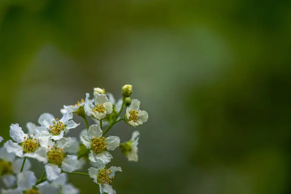 İlkbaharda açan taze beyaz çiçeklerin yakın çekimi yumuşak yeşil arka planla.