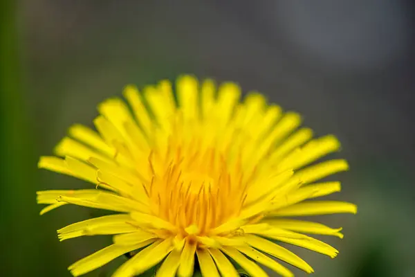 Narin karahindiba çiçeklerinin yakın plan görüntüsü ince yapıları vurguluyor..