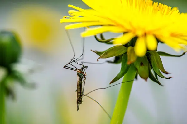 Tipulidae familyasından bir sineğin yakın çekimi narin karahindiba çiçeklerinin üzerinde dinleniyor..