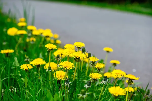 Narin karahindiba çiçeklerinin yakın plan görüntüsü ince yapıları vurguluyor..