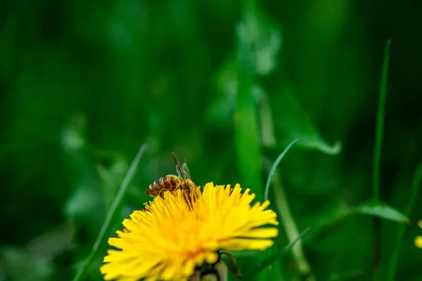 Parlak bir karahindiba çiçeğinden polen toplayan bir bal arısının yakın çekimi.