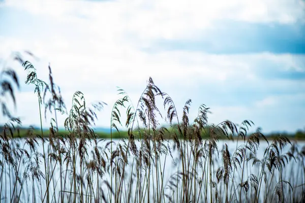 Sazlık alanının sakin bir görüntüsü yumuşak, doğal bir zemin oluşturuyor..