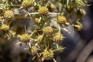 Dikenli bir bitkinin ince detaylarını ve dokusunu yakalayan makro görüntü.