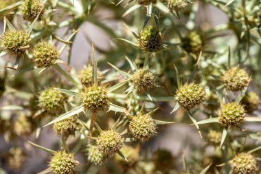 Dikenli bir bitkinin ince detaylarını ve dokusunu yakalayan makro görüntü.