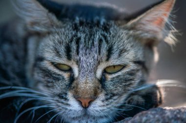 Uykulu bir kedinin huzur dolu ve iç açıcı bir görüntüsü. Yumuşak bir gölgenin altında dinleniyor, dinlenmenin tadını çıkarıyor..
