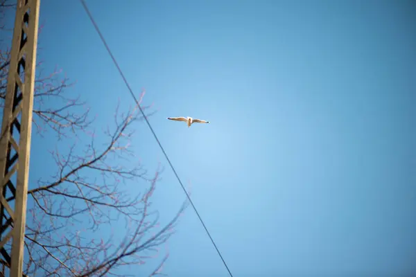 Danimarka 'dan güzel bir manzara. Etrafı tuhaf evler, dolambaçlı sokaklar ve yemyeşil ağaçlarla çevrili büyüleyici bir kilise..