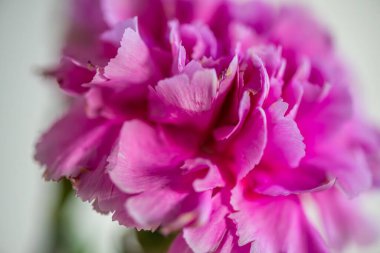  Canlı bir makro fotoğraf çiçek açan pembe bir çiçeğin narin taç yapraklarını ve karmaşık dokularını sergiliyor..