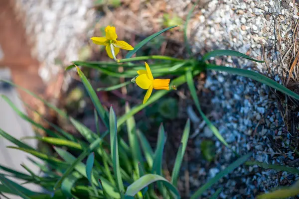 Canlı bir makro fotoğraf sarı bir Narcissus sahte çiçeğinin çetrefilli detaylarını gösteriyor..