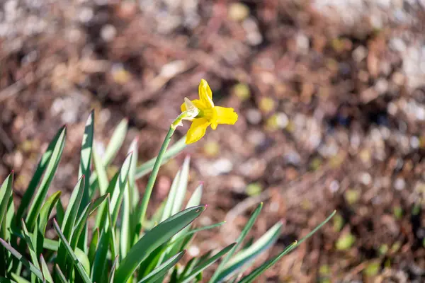 Canlı bir makro fotoğraf sarı bir Narcissus sahte çiçeğinin çetrefilli detaylarını gösteriyor..