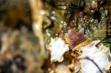 Tüp içinde yaşayan kurtçuklar, midyeler, bryozoanlar ve siyah menekşe salyangozu da dahil olmak üzere gelgitler arası organizmalardan oluşan zengin bir toplulukla kaplanmış bir deniz kabuğunun ayrıntılı bir yakın çekimi..
