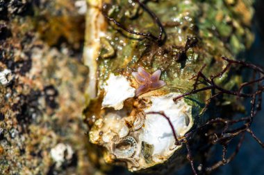 Tüp içinde yaşayan kurtçuklar, midyeler, bryozoanlar ve siyah menekşe salyangozu da dahil olmak üzere gelgitler arası organizmalardan oluşan zengin bir toplulukla kaplanmış bir deniz kabuğunun ayrıntılı bir yakın çekimi..