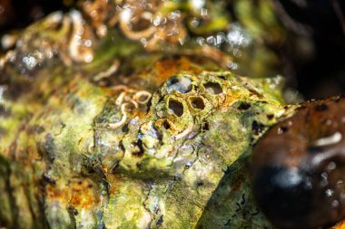 Tüp içinde yaşayan kurtçuklar, midyeler, bryozoanlar ve siyah menekşe salyangozu da dahil olmak üzere gelgitler arası organizmalardan oluşan zengin bir toplulukla kaplanmış bir deniz kabuğunun ayrıntılı bir yakın çekimi..