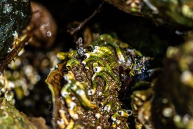 Tüp içinde yaşayan kurtçuklar, midyeler, bryozoanlar ve siyah menekşe salyangozu da dahil olmak üzere gelgitler arası organizmalardan oluşan zengin bir toplulukla kaplanmış bir deniz kabuğunun ayrıntılı bir yakın çekimi..