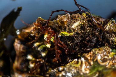 Tüp içinde yaşayan kurtçuklar, midyeler, bryozoanlar ve siyah menekşe salyangozu da dahil olmak üzere gelgitler arası organizmalardan oluşan zengin bir toplulukla kaplanmış bir deniz kabuğunun ayrıntılı bir yakın çekimi..