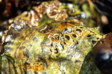 Tüp içinde yaşayan kurtçuklar, midyeler, bryozoanlar ve siyah menekşe salyangozu da dahil olmak üzere gelgitler arası organizmalardan oluşan zengin bir toplulukla kaplanmış bir deniz kabuğunun ayrıntılı bir yakın çekimi..
