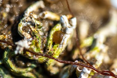 Tüp içinde yaşayan kurtçuklar, midyeler, bryozoanlar ve siyah menekşe salyangozu da dahil olmak üzere gelgitler arası organizmalardan oluşan zengin bir toplulukla kaplanmış bir deniz kabuğunun ayrıntılı bir yakın çekimi..