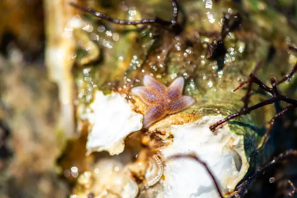 Tüp içinde yaşayan kurtçuklar, midyeler, bryozoanlar ve siyah menekşe salyangozu da dahil olmak üzere gelgitler arası organizmalardan oluşan zengin bir toplulukla kaplanmış bir deniz kabuğunun ayrıntılı bir yakın çekimi..