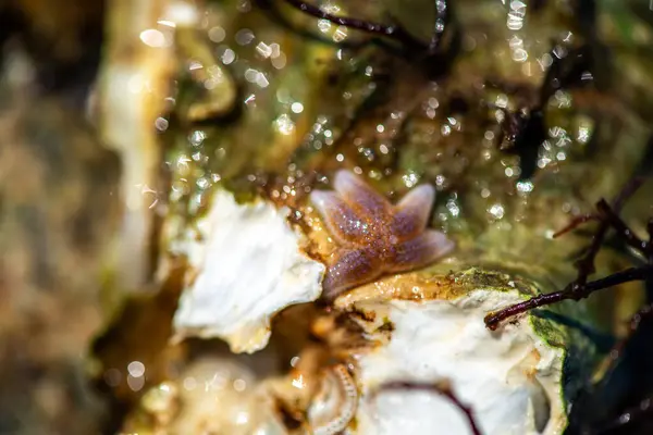 Tüp içinde yaşayan kurtçuklar, midyeler, bryozoanlar ve siyah menekşe salyangozu da dahil olmak üzere gelgitler arası organizmalardan oluşan zengin bir toplulukla kaplanmış bir deniz kabuğunun ayrıntılı bir yakın çekimi..