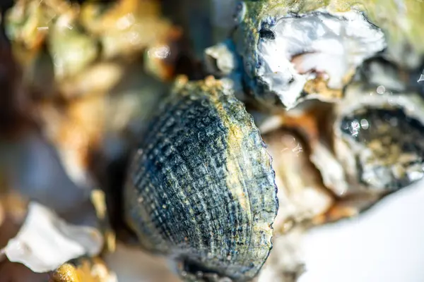 Tüp içinde yaşayan kurtçuklar, midyeler, bryozoanlar ve siyah menekşe salyangozu da dahil olmak üzere gelgitler arası organizmalardan oluşan zengin bir toplulukla kaplanmış bir deniz kabuğunun ayrıntılı bir yakın çekimi..