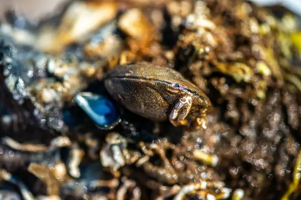 Tüp içinde yaşayan kurtçuklar, midyeler, bryozoanlar ve siyah menekşe salyangozu da dahil olmak üzere gelgitler arası organizmalardan oluşan zengin bir toplulukla kaplanmış bir deniz kabuğunun ayrıntılı bir yakın çekimi..