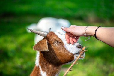 Doğal ortamda otlayan bir keçinin detaylı bir görüntüsü.