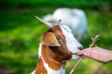 Doğal ortamda otlayan bir keçinin detaylı bir görüntüsü.