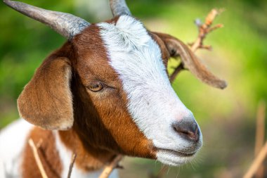 Doğal ortamda otlayan bir keçinin detaylı bir görüntüsü.
