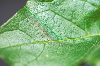 Bir ayçiçeğinin son derece detaylı bir makro fotoğrafı, canlı sarı yapraklarını, dokulu dikenlerini, karmaşık pullarını ve keskin odaklı yeşil yapraklarını sergiliyor..