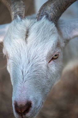 Doğal ortamda otlayan bir keçinin detaylı bir görüntüsü.