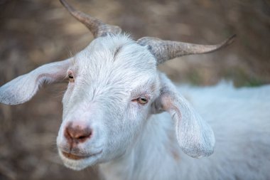 Doğal ortamda otlayan bir keçinin detaylı bir görüntüsü.