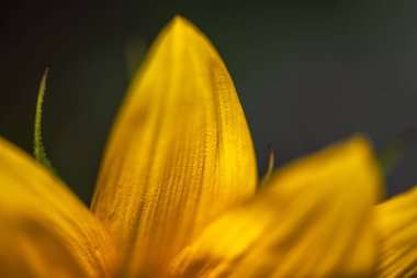Bir ayçiçeğinin son derece detaylı bir makro fotoğrafı, canlı sarı yapraklarını, dokulu dikenlerini, karmaşık pullarını ve keskin odaklı yeşil yapraklarını sergiliyor..