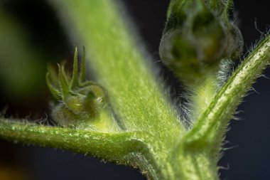 Bir ayçiçeğinin son derece detaylı bir makro fotoğrafı, canlı sarı yapraklarını, dokulu dikenlerini, karmaşık pullarını ve keskin odaklı yeşil yapraklarını sergiliyor..