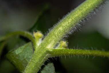 Bir ayçiçeğinin son derece detaylı bir makro fotoğrafı, canlı sarı yapraklarını, dokulu dikenlerini, karmaşık pullarını ve keskin odaklı yeşil yapraklarını sergiliyor..