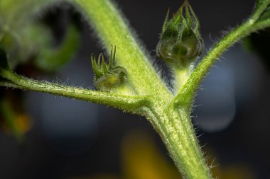 Bir ayçiçeğinin son derece detaylı bir makro fotoğrafı, canlı sarı yapraklarını, dokulu dikenlerini, karmaşık pullarını ve keskin odaklı yeşil yapraklarını sergiliyor..