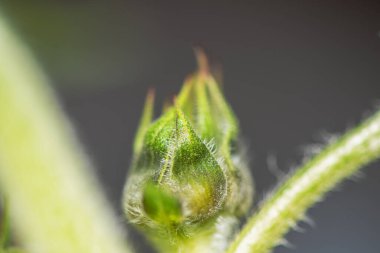 Bir ayçiçeğinin son derece detaylı bir makro fotoğrafı, canlı sarı yapraklarını, dokulu dikenlerini, karmaşık pullarını ve keskin odaklı yeşil yapraklarını sergiliyor..