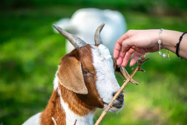 Doğal ortamda otlayan bir keçinin detaylı bir görüntüsü.